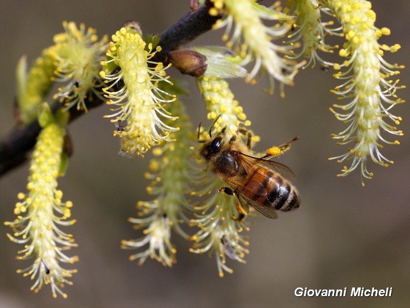 Apis mellifera cfr. ligustica